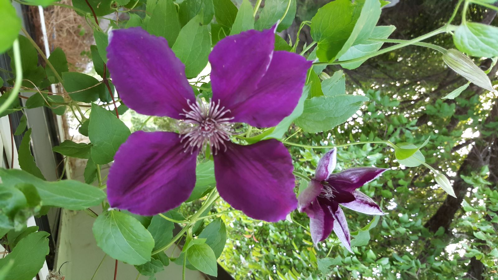 Town of peralta forms